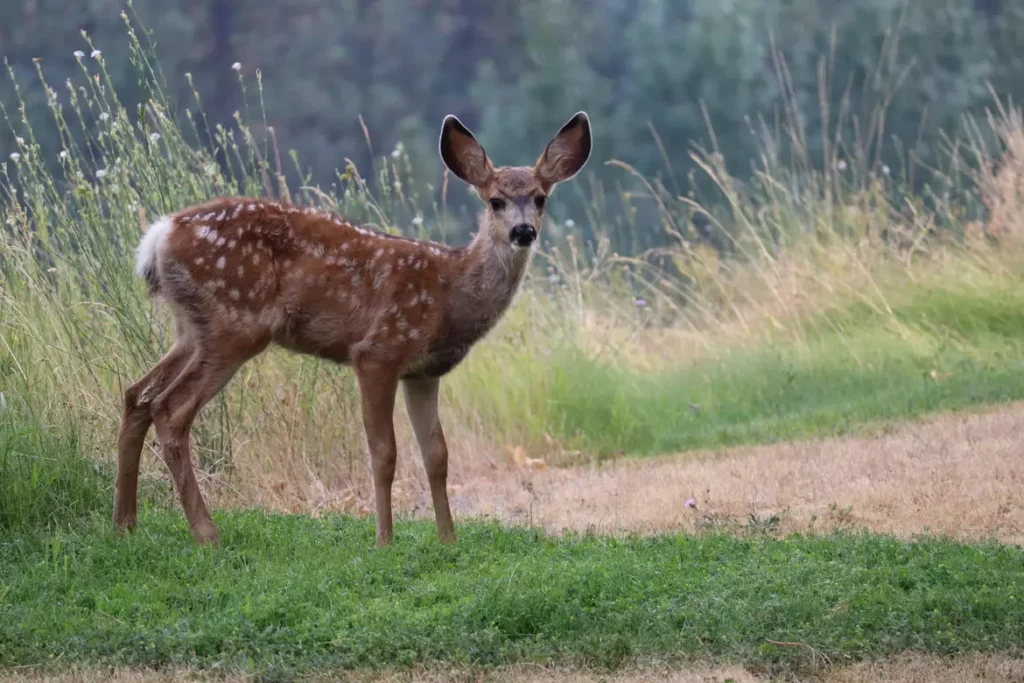 deer standing in a field